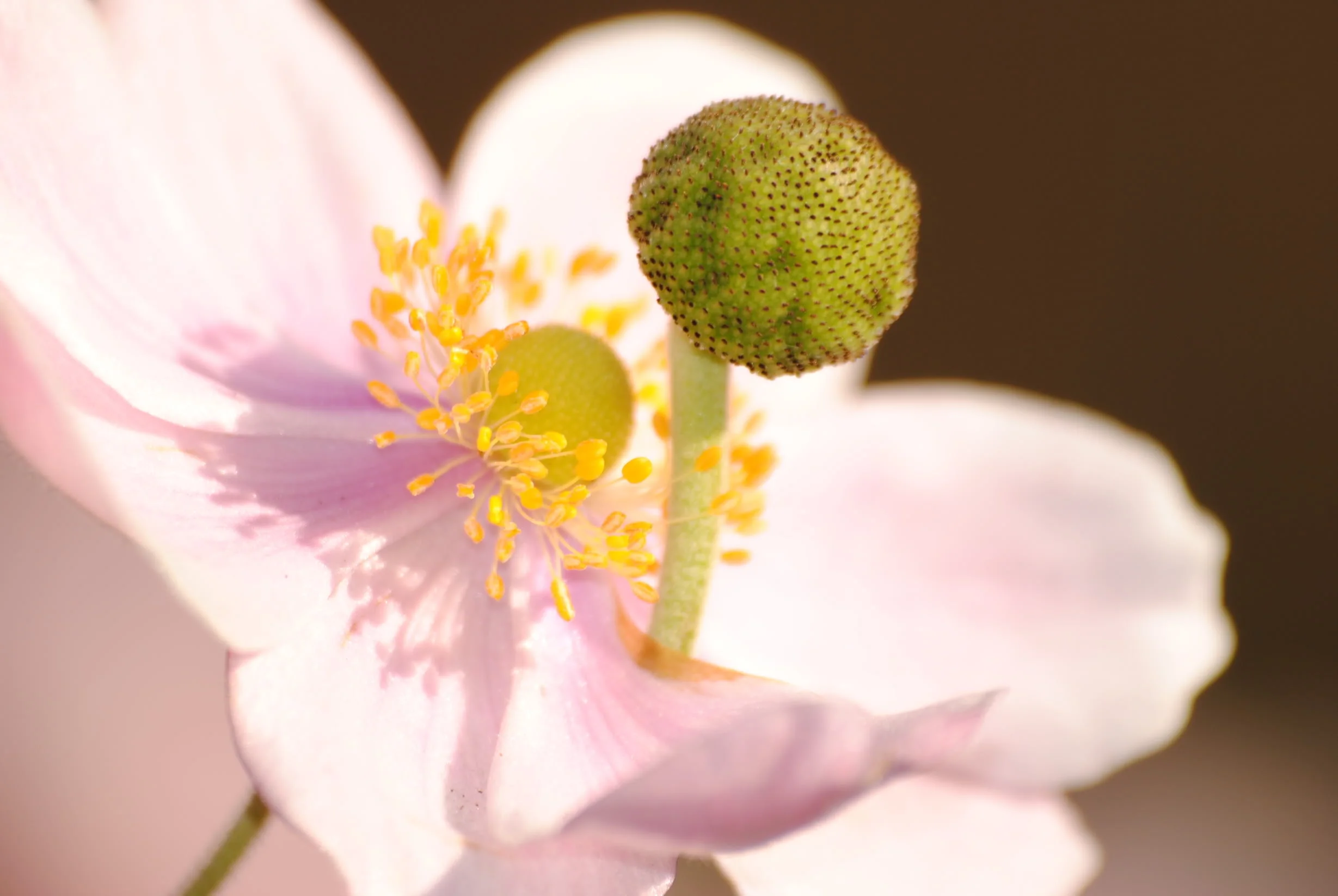 DSC_0406.webp
