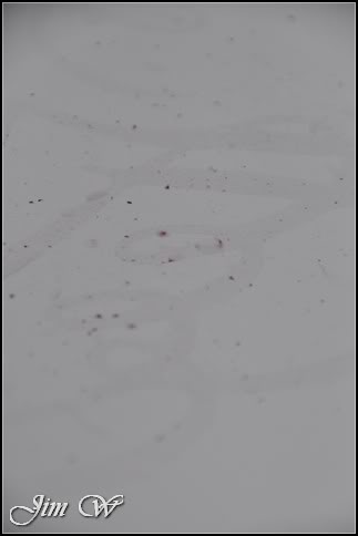 DSC_0486.jpg DSC_0486.jpg