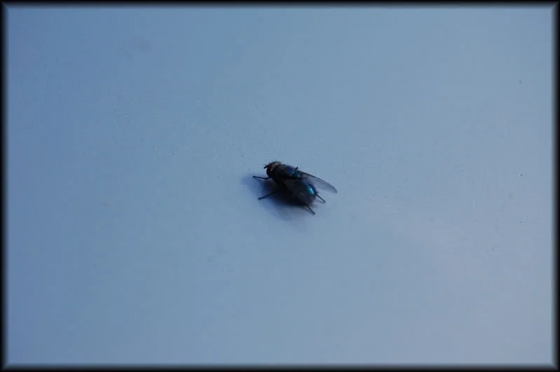 DSC_0497.webp