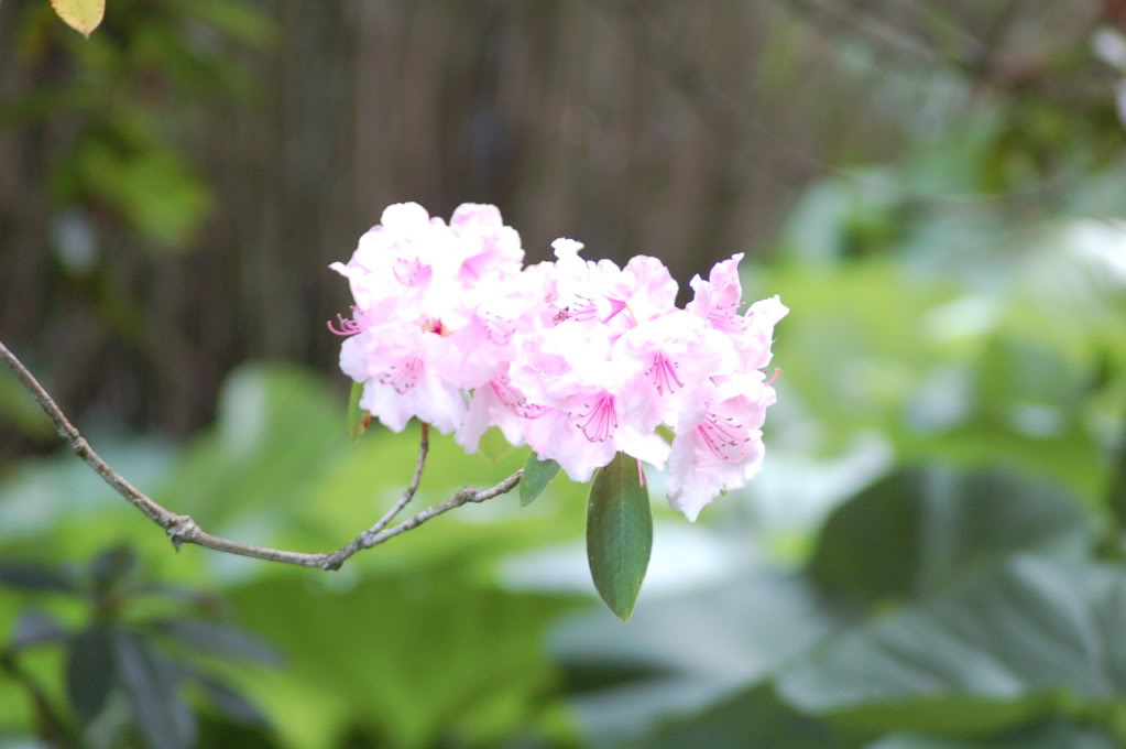 DSC_0711.jpg DSC_0711.jpg