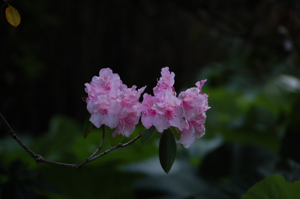 DSC_0713.jpg DSC_0713.jpg