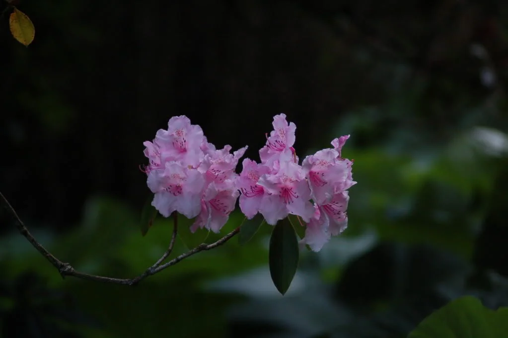 DSC_0713.webp
