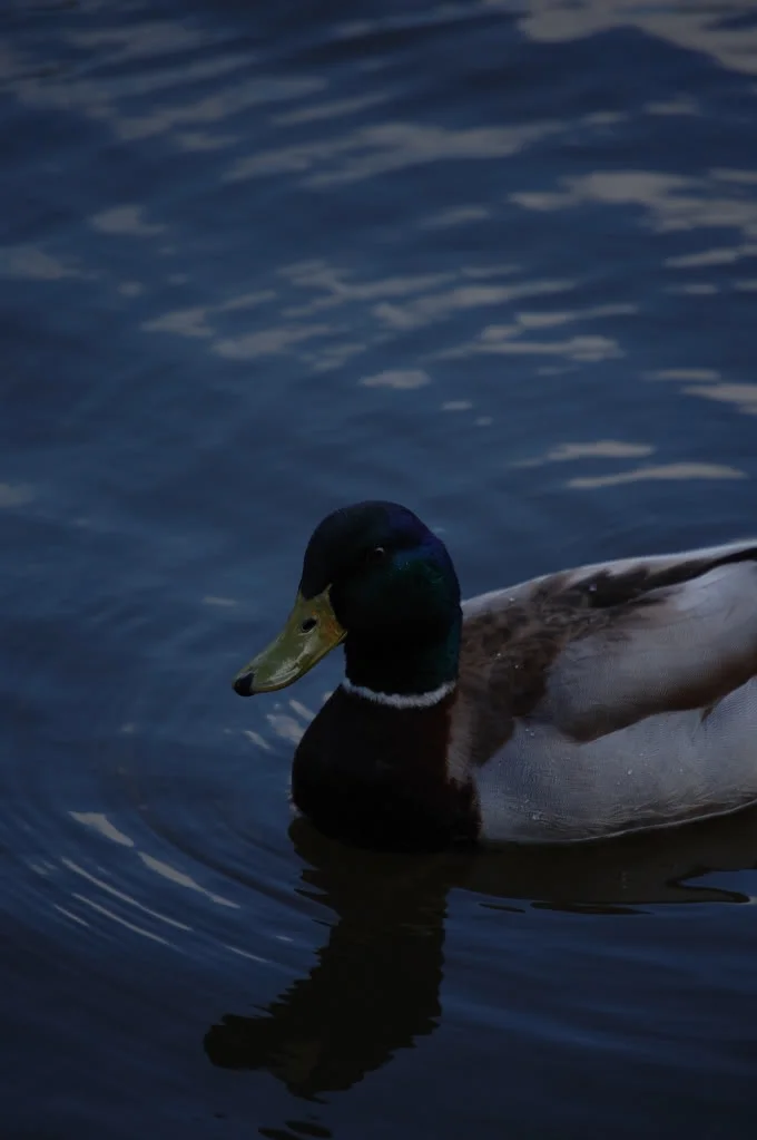 DSC_0872_199.webp