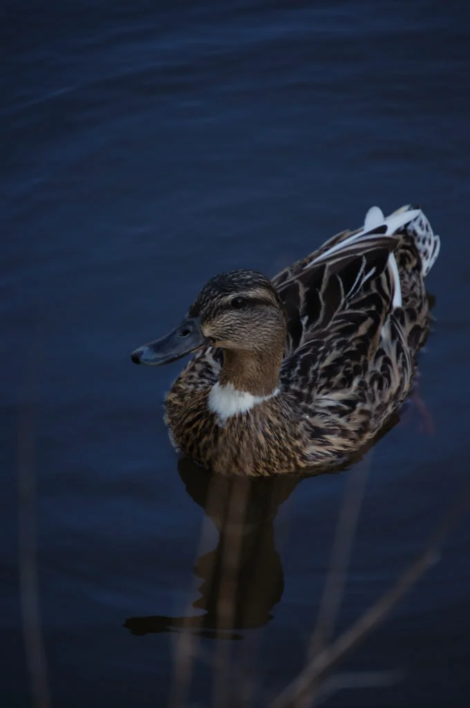 DSC_0886_198.webp