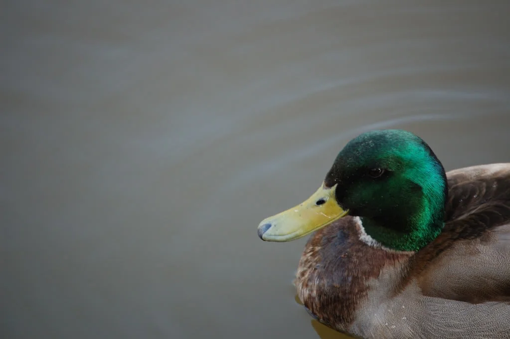 DSC_0891_197.webp