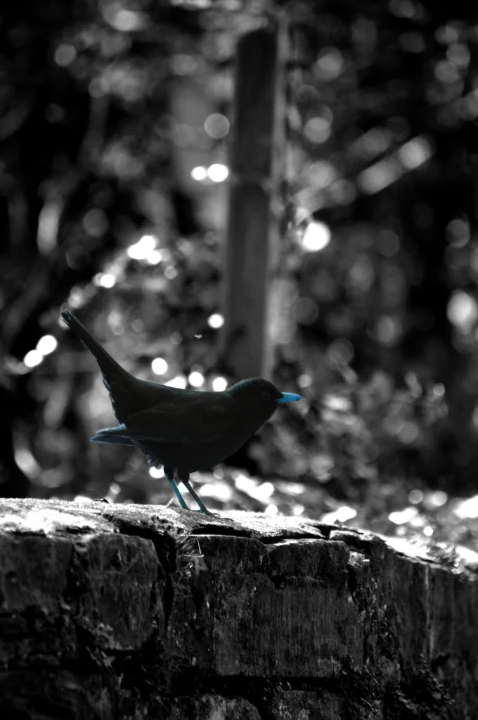DSC_0901_1962.webp