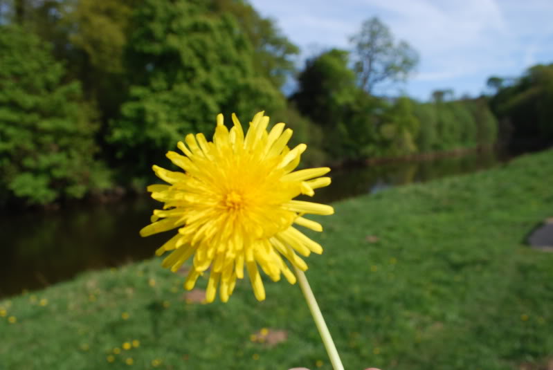 DSC_1009.jpg