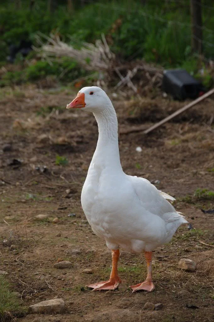 DSC_1228_307.webp