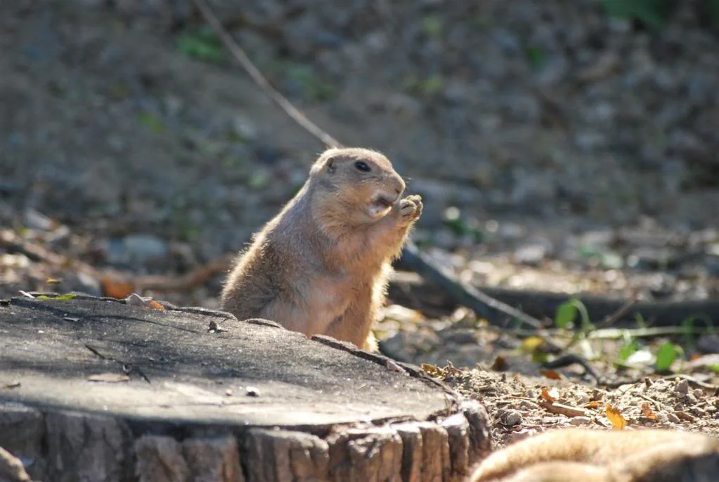 DSC_2321Large.webp