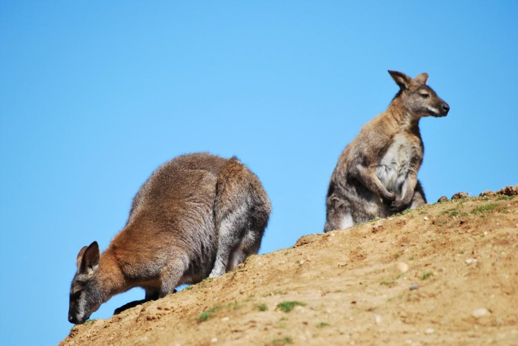 DSC_5334Large_zps409e55b7.jpg