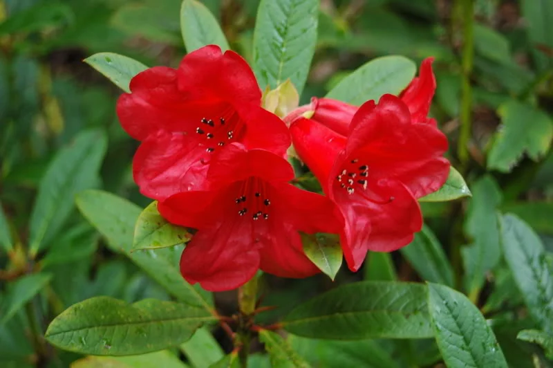 DSC_5558.webp