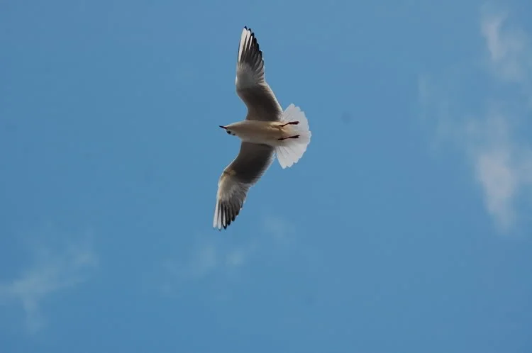 DSC_9885.webp