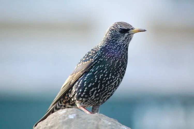 DSC_9900.webp