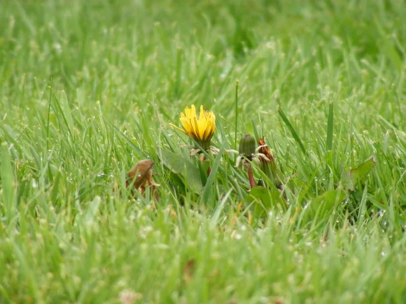 DSCF0003.webp