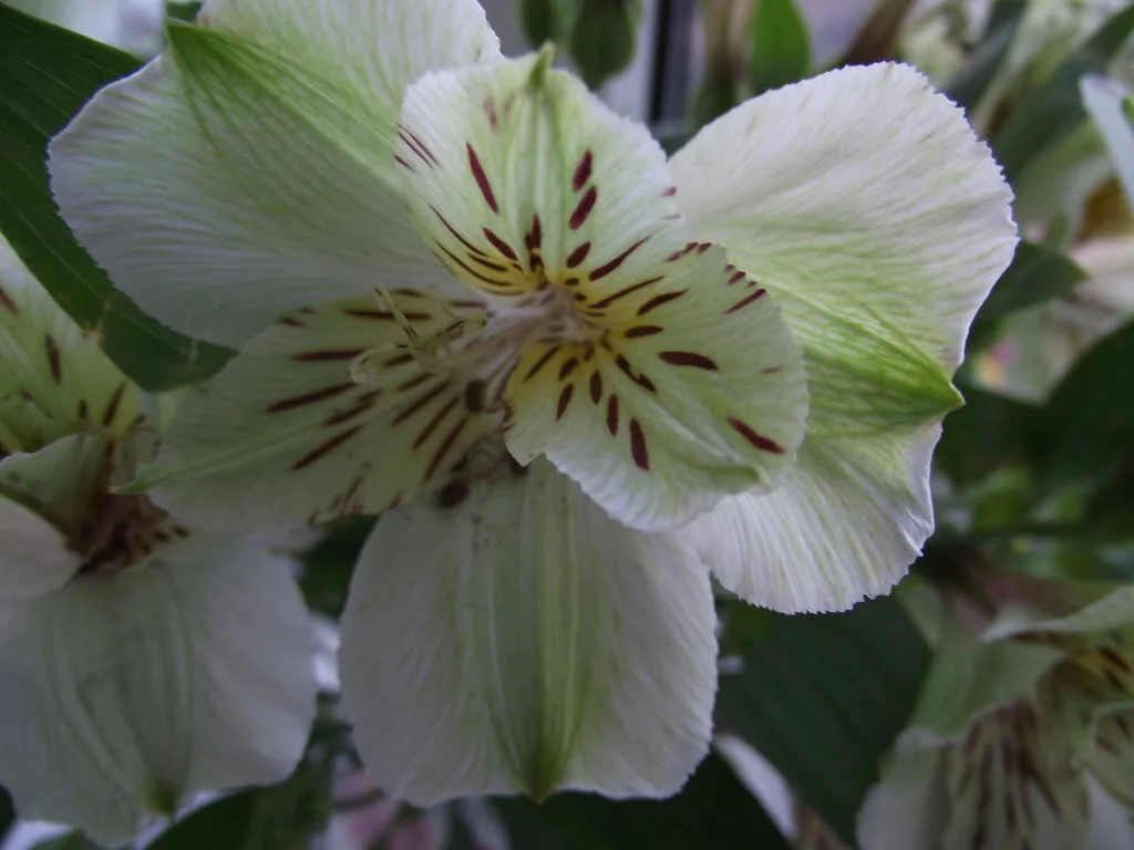 DSCF0009.webp