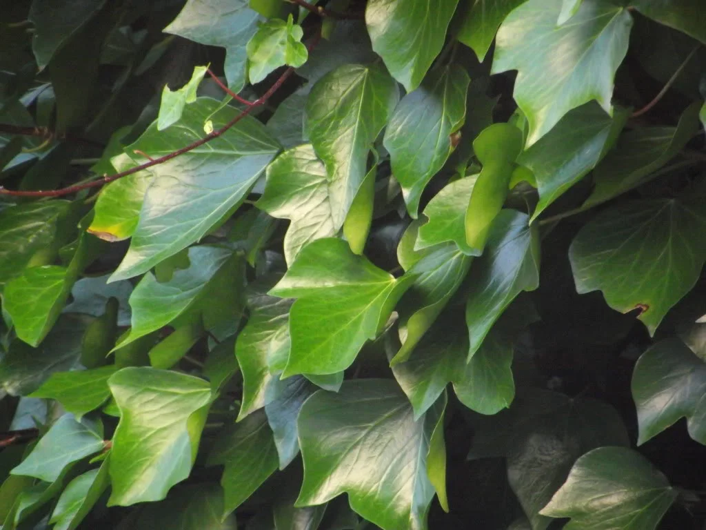 DSCF0010.webp