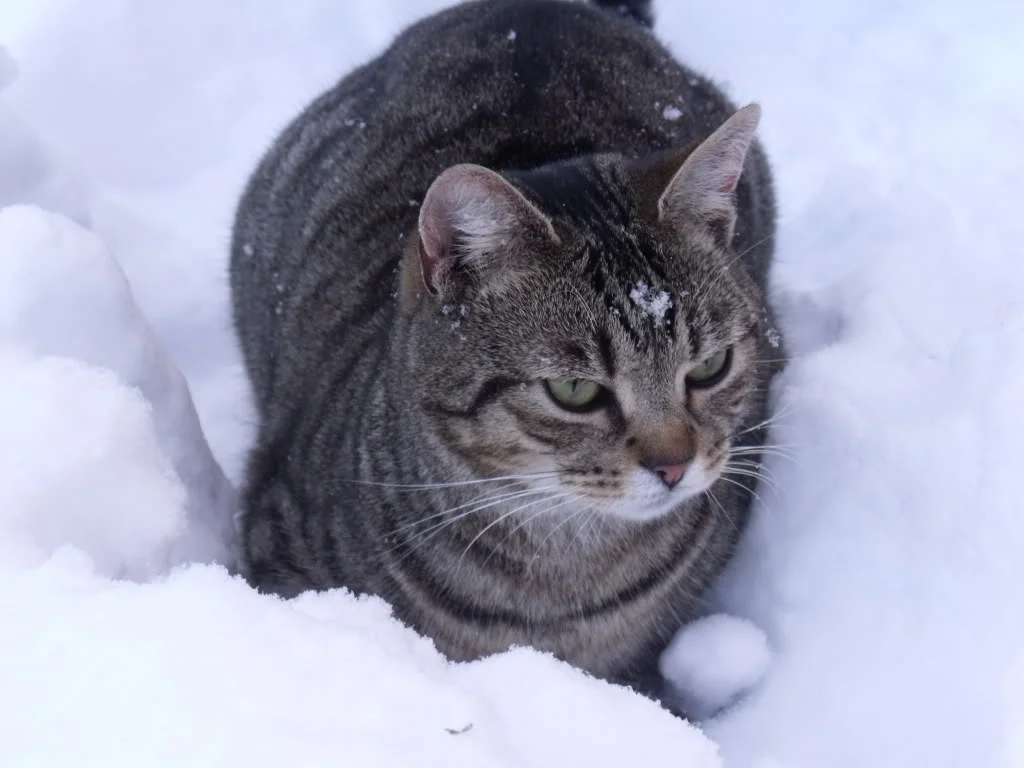 DSCF0102.webp