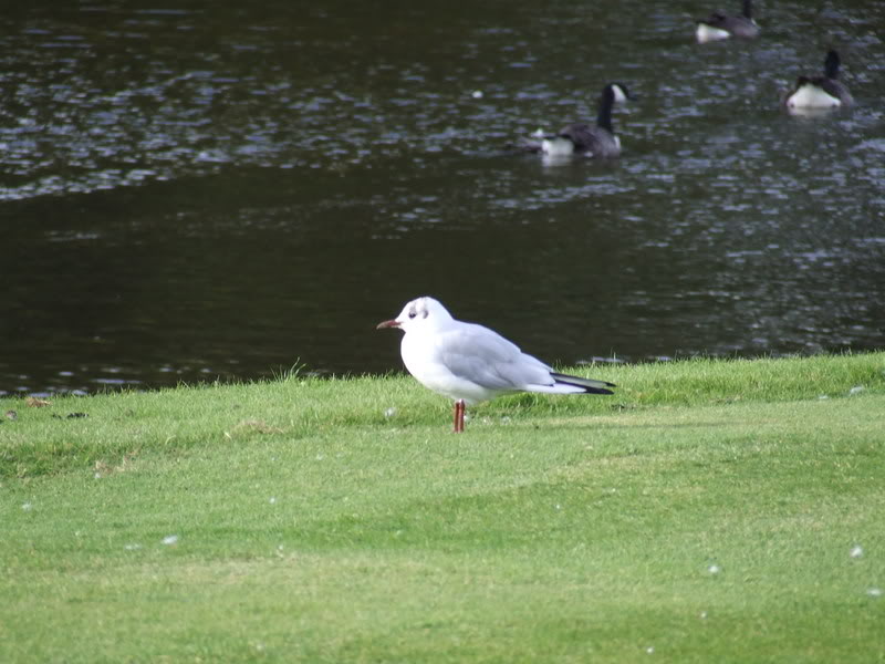 DSCF0213.jpg