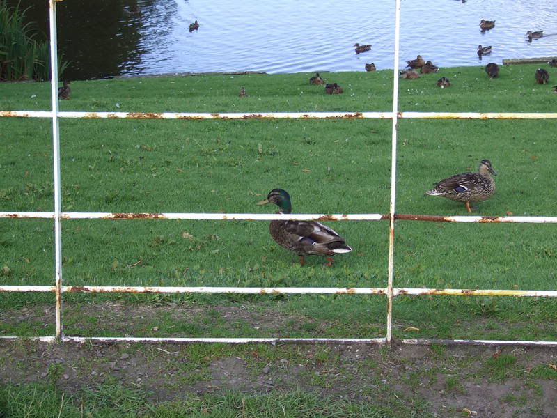 DSCF0219.jpg