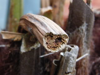 DSCF0300.jpg
