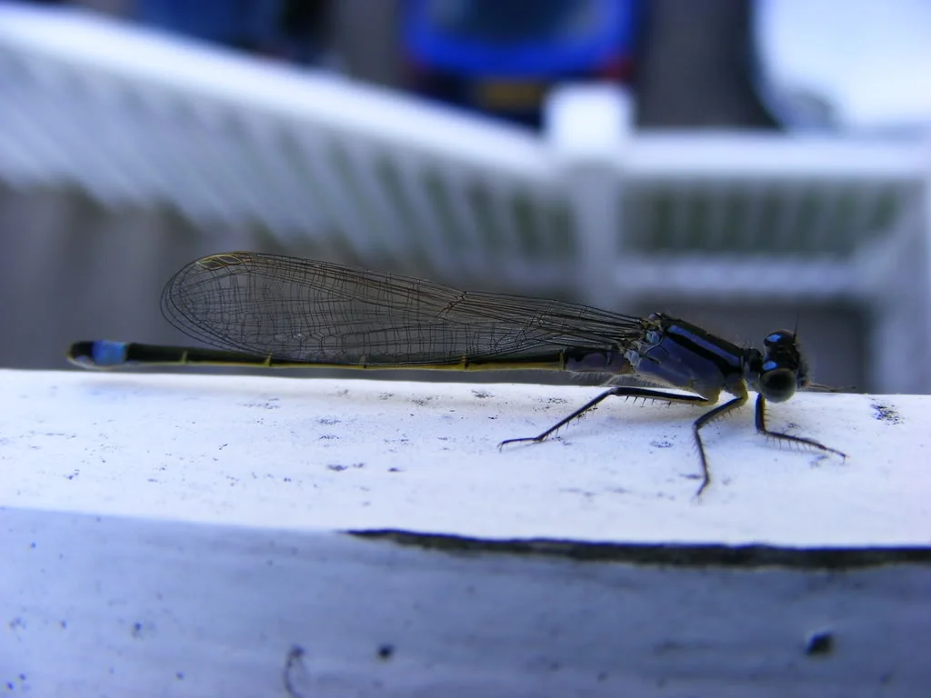 DSCF0359.webp