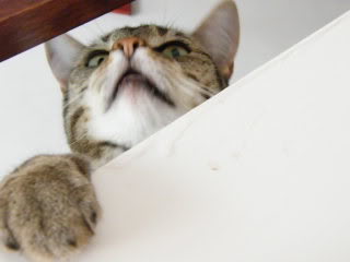 DSCF0553.jpg