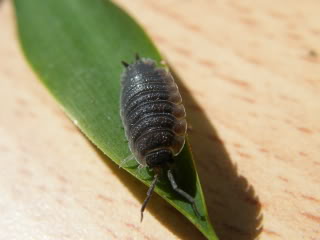 DSCF0581.jpg