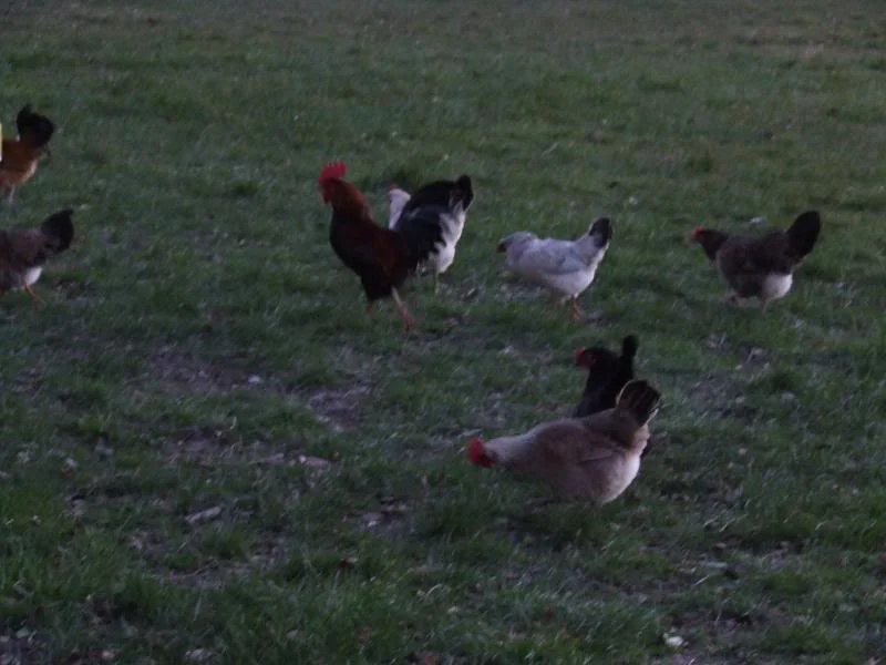 DSCF0961.webp