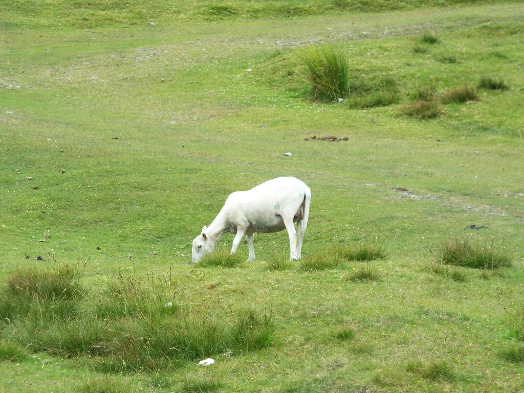 DSCF1283_zpsjxurghng.webp