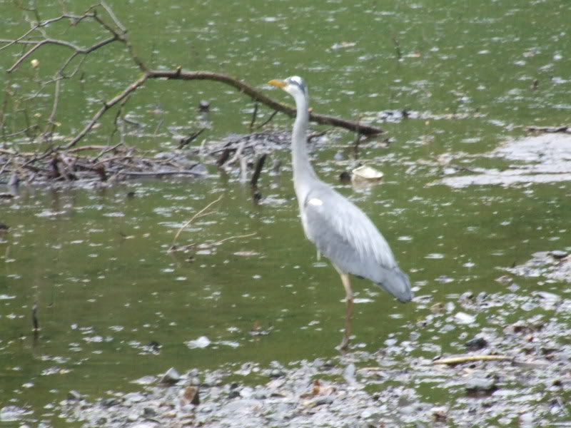 DSCF1678.jpg