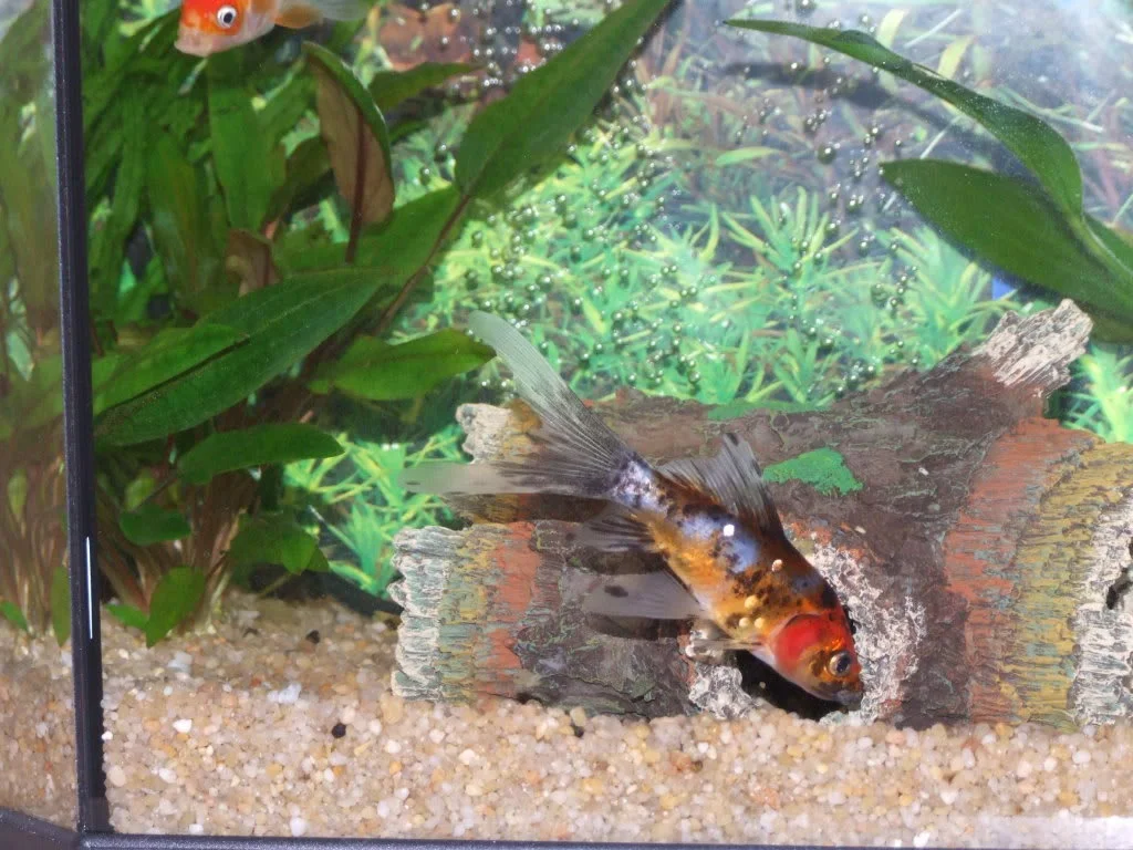 DSCF1966.webp