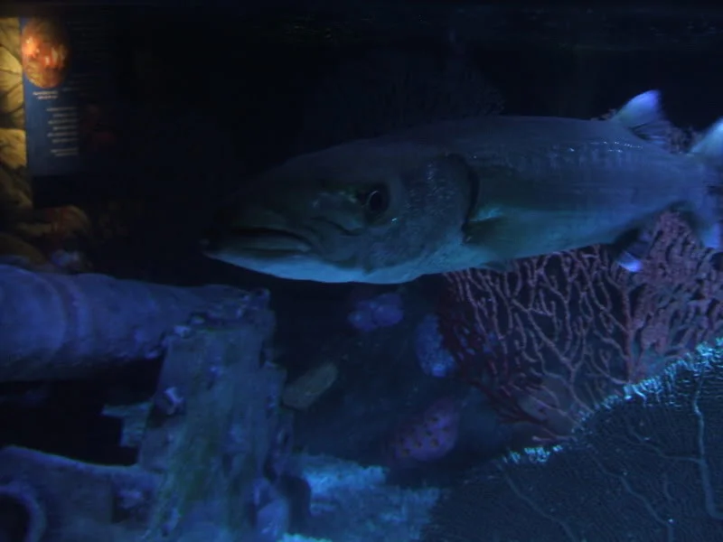 DSCF2441.webp