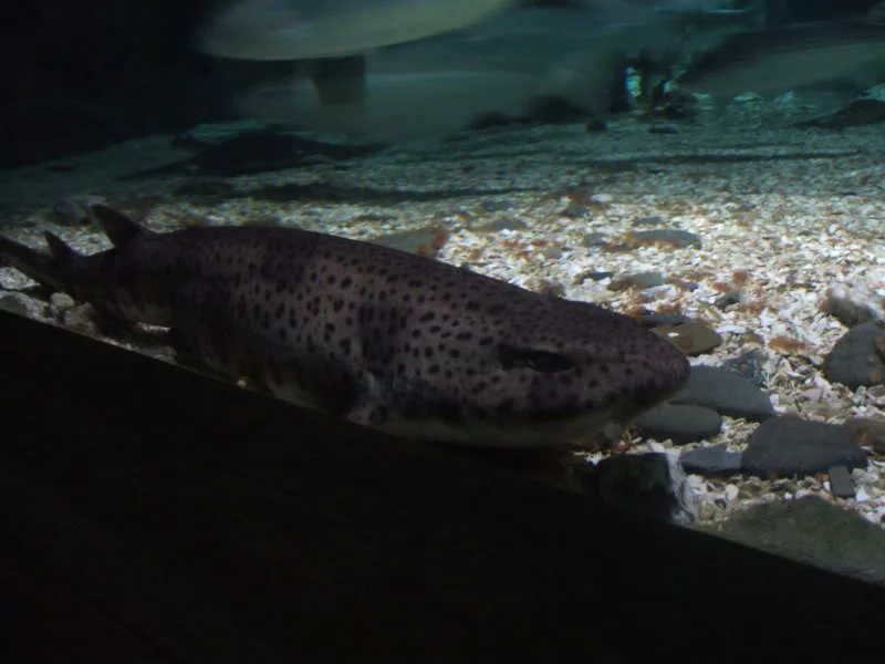 DSCF2452.webp