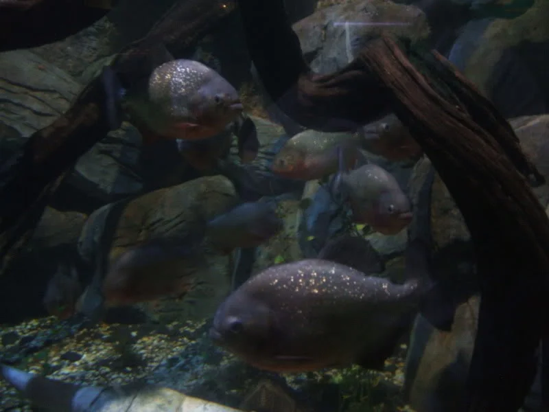 DSCF2497.webp