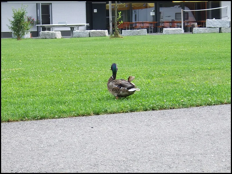 DSCF2545.webp