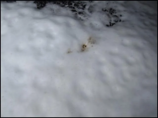 DSCF4092.webp