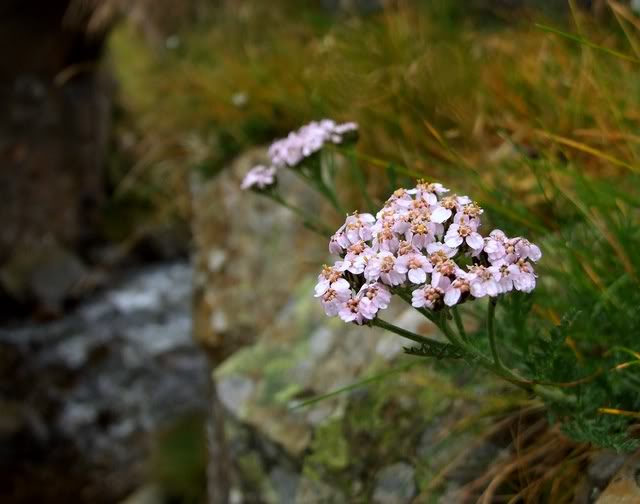 DSCF4106.jpg DSCF4106.jpg