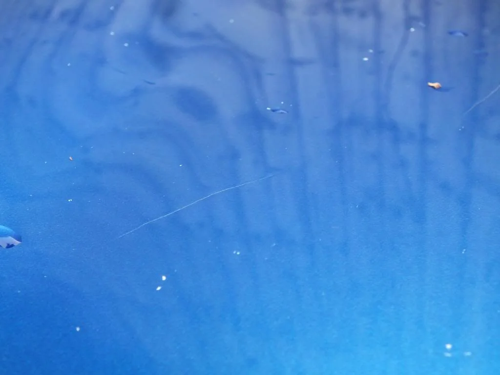 DSCF5671_zps4bde8a61.webp