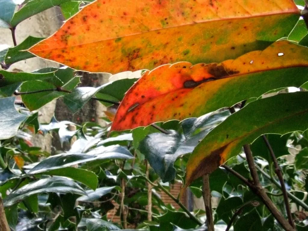 DSCF6177JPG.webp