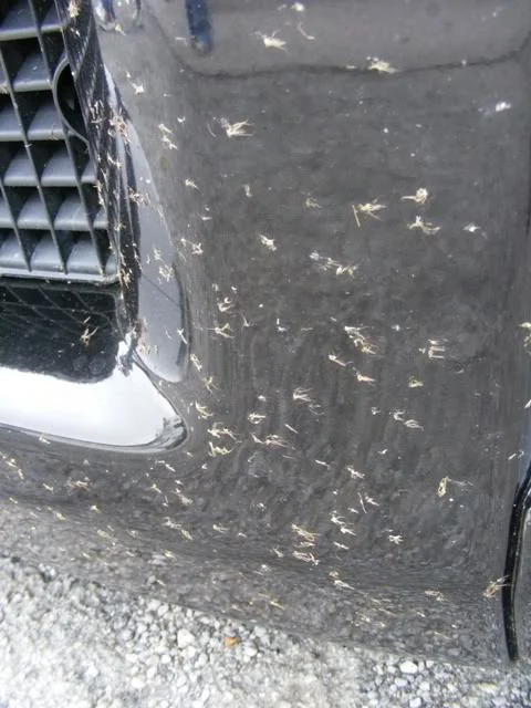 DSCF7204.webp
