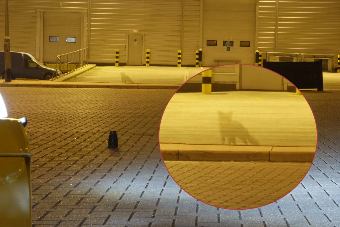 DSCF8186.webp
