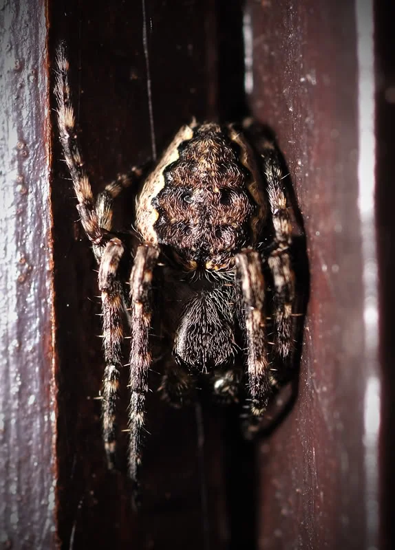 DSCF8588.webp