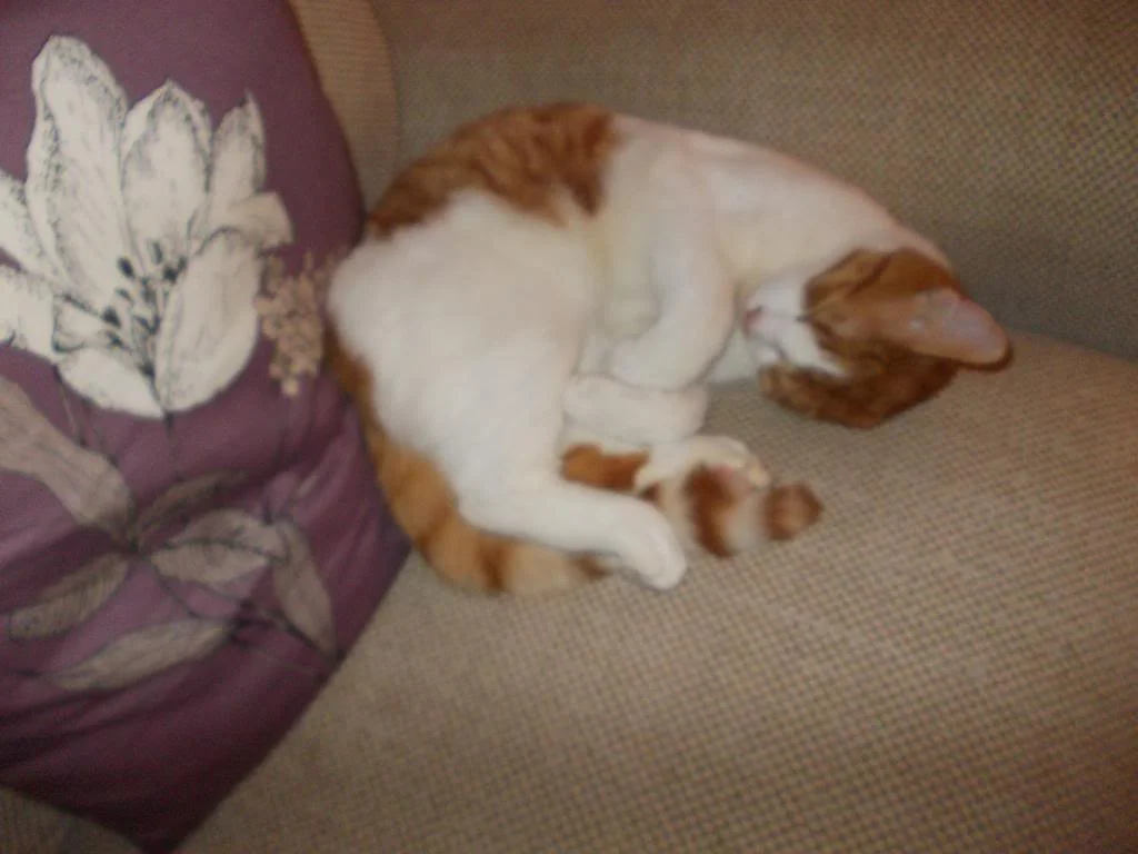 DSCN0042_zps58bbb37b.webp