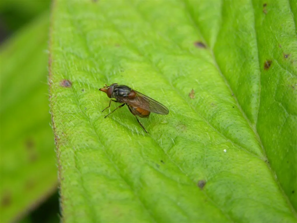 DSCN1165Large.webp