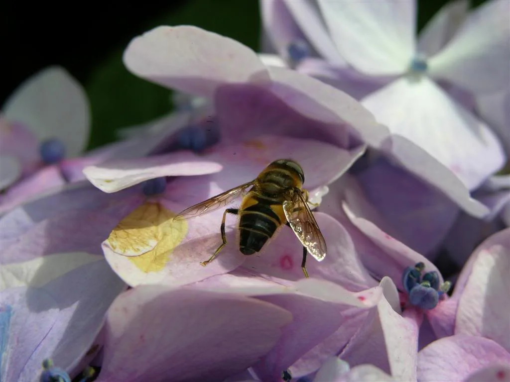 DSCN1186Large.webp