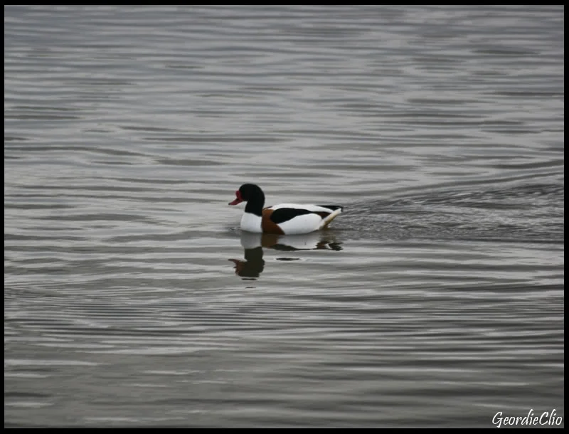 Duck.webp