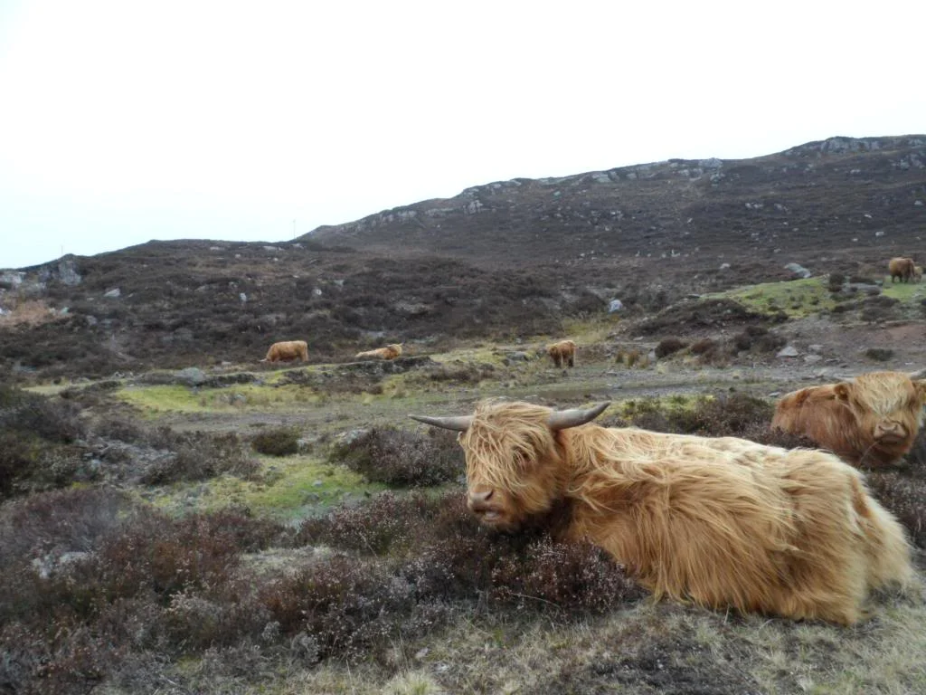 Duirinish2013042_zpsa7bed0eb.webp