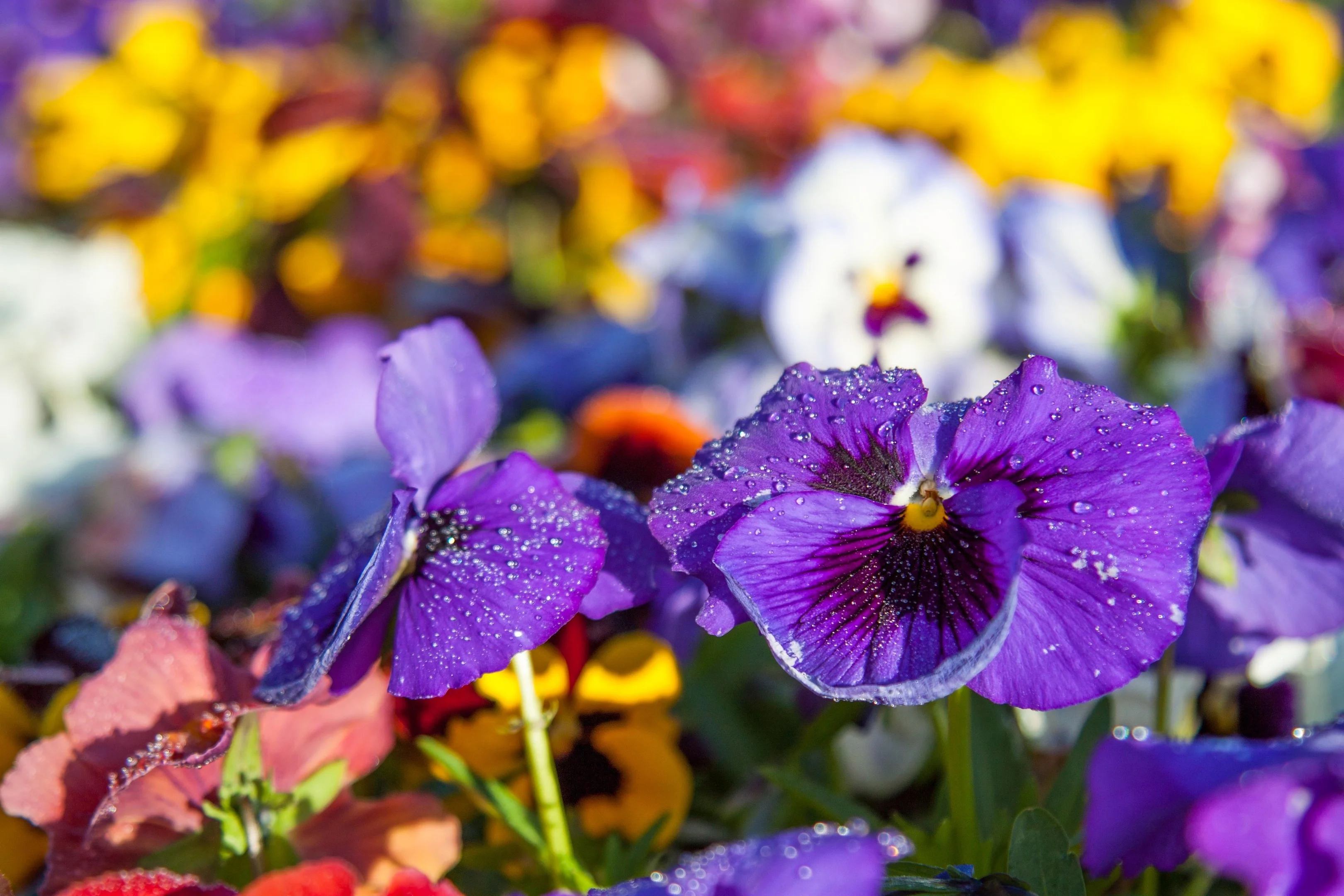 Early Morning Flowers.webp