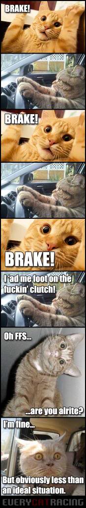 everycatracing_zps0a41b739.jpg