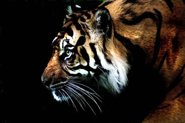 Eye-of-the-Tiger.webp